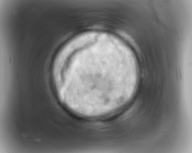 X0000088130529200706041321