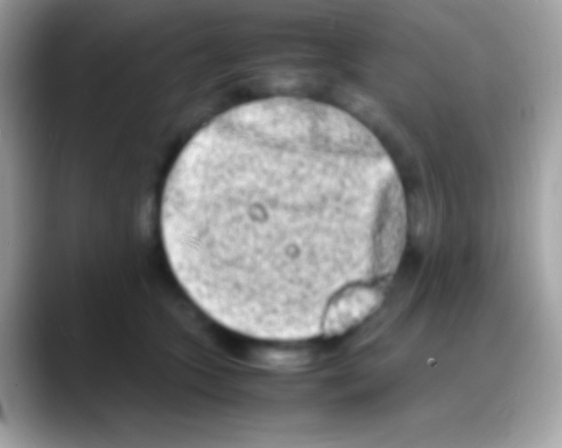 X0000088130563200706041321