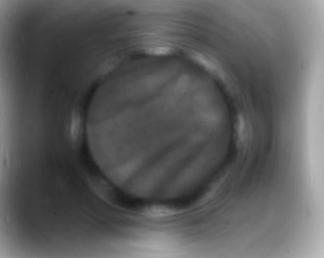 X0000088130598200706041320