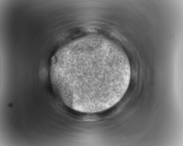 X0000088130603200706041320