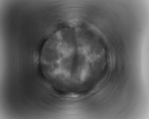 X0000088130610200706041320