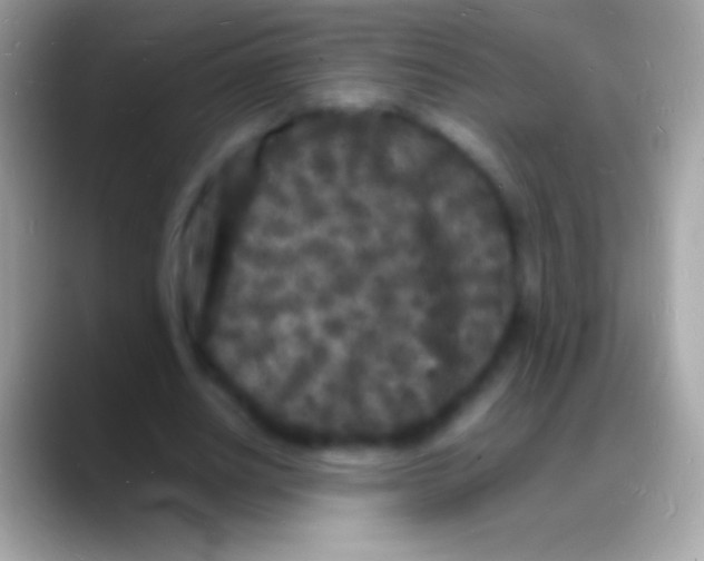 X0000088130630200706041319