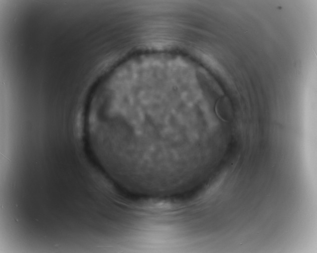 X0000088130640200706041319