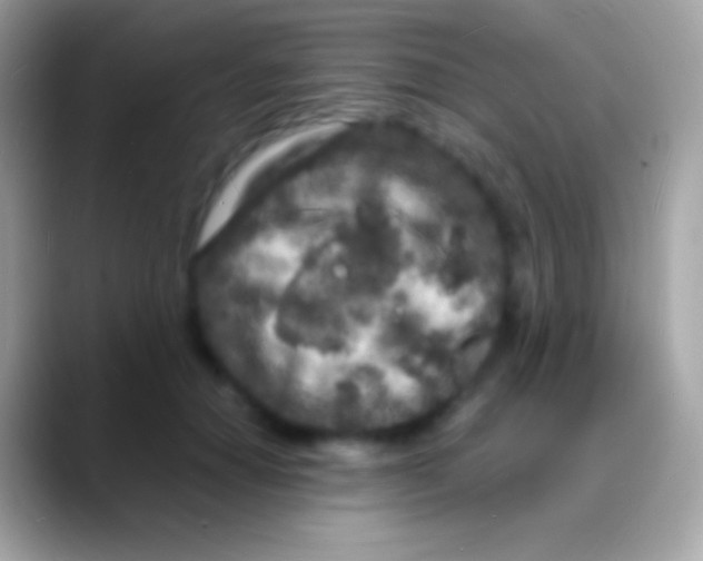 X0000088130654200706041320