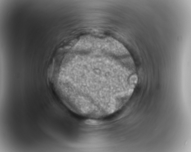 X0000088130699200706041319