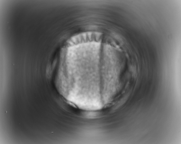 X0000088130766200706041319