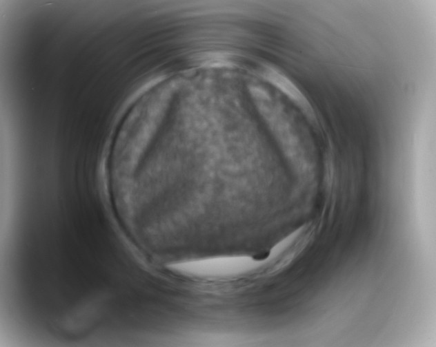 X0000088130806200706041318