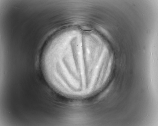 X0000088130875200706041317