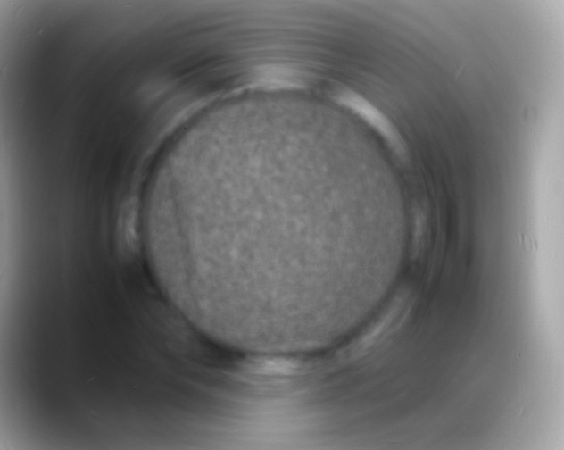 X0000088130878200706041317