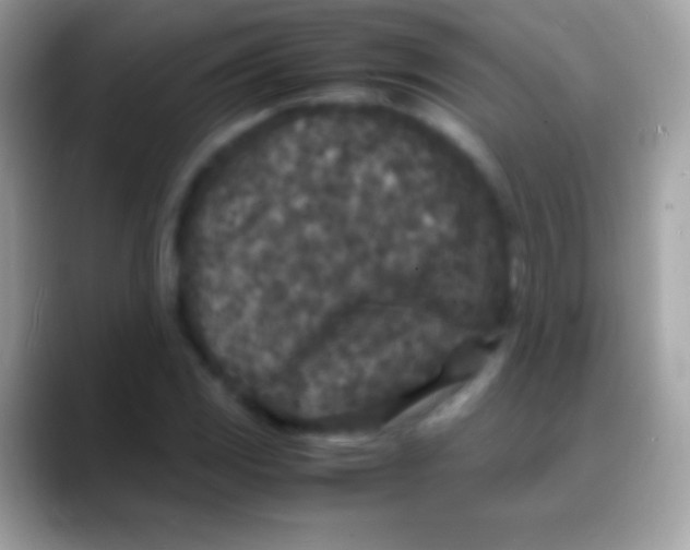 X0000088131117200706041314