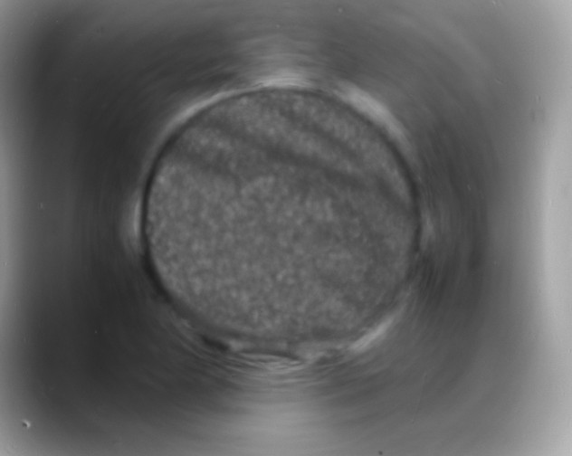 X0000088131174200706041313