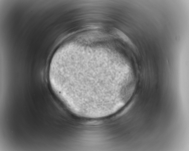 X0000088131178200706041313