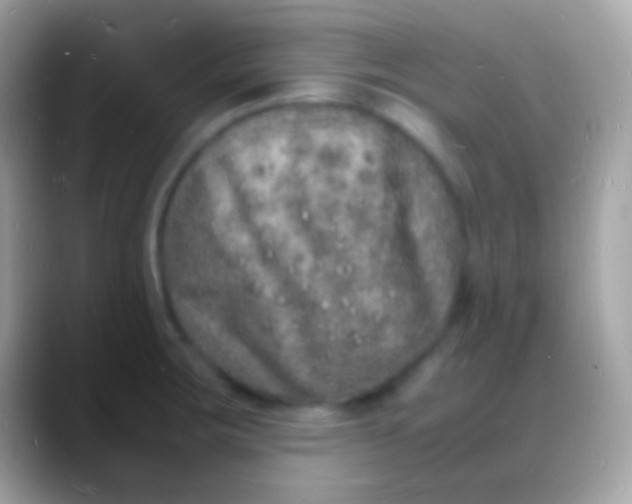 X0000088131283200706041312