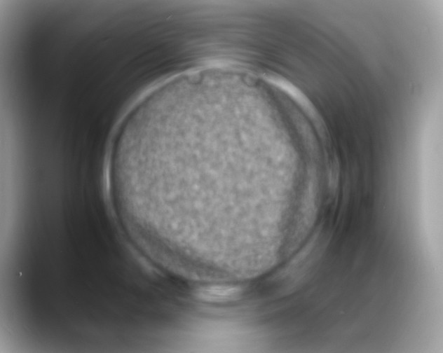 X0000088131294200706041312