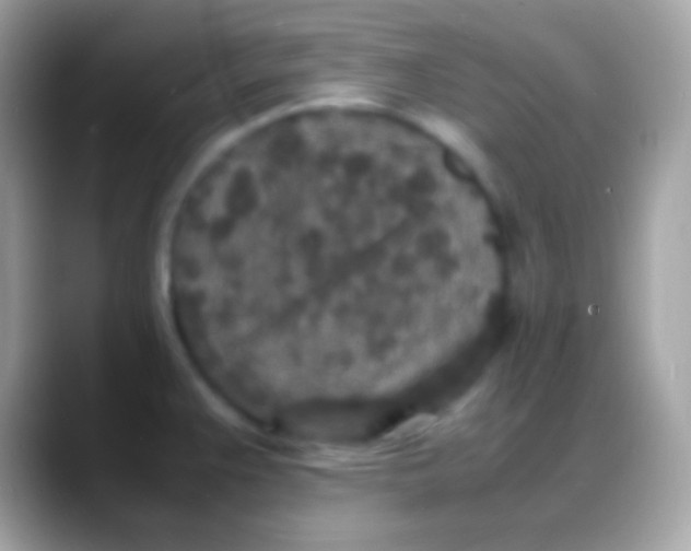 X0000088131383200706041311