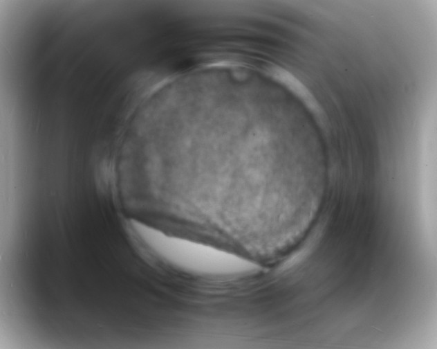 X0000088131425200706041311