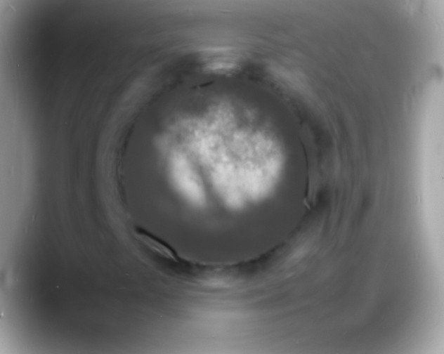 X0000088131441200706041310