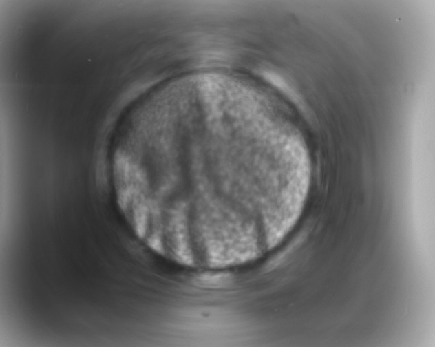 X0000088131453200706041310