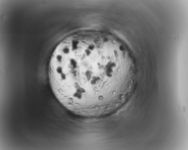 X0000088131455200706041310