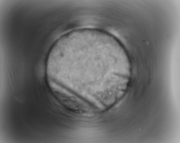 X0000088131459200706041310