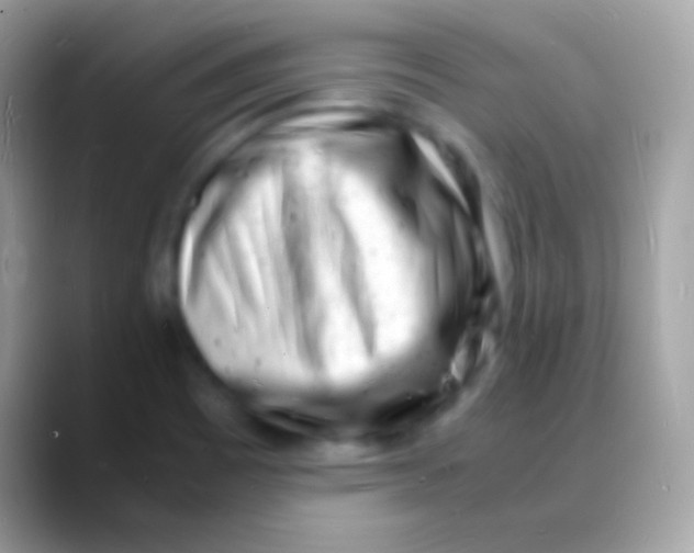 X0000088131465200706041310