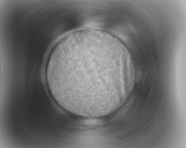 X0000088131470200706041310