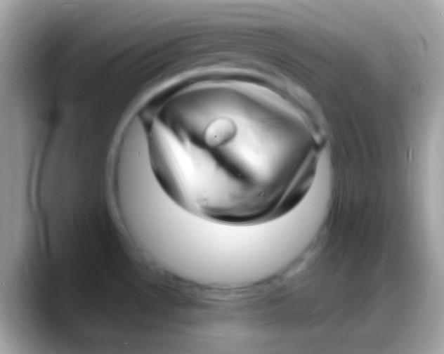 X0000088131530200706041310