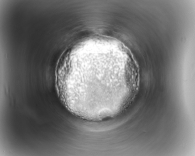 X0000088130030200706041957