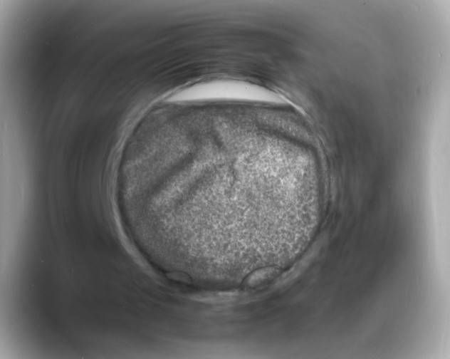 X0000088130049200706041957