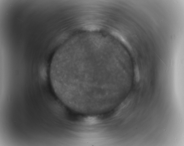 X0000088130114200706041956