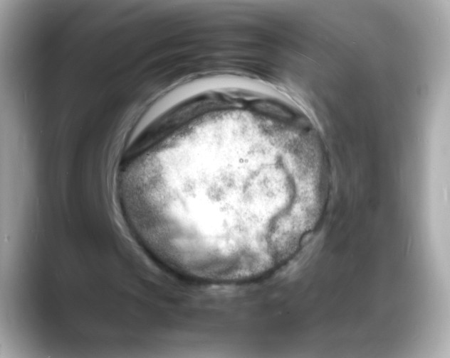 X0000088130145200706041955