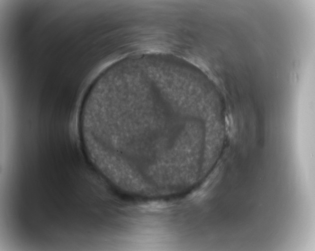 X0000088130196200706041955