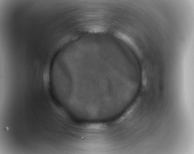 X0000088130202200706041955