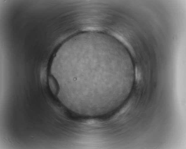 X0000088130204200706041955