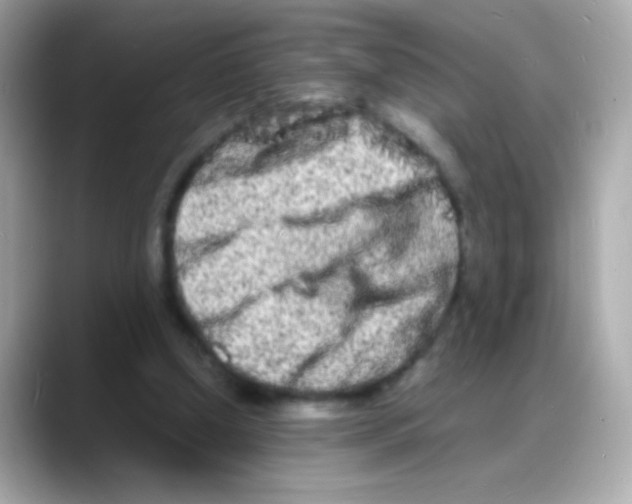 X0000088130250200706041954