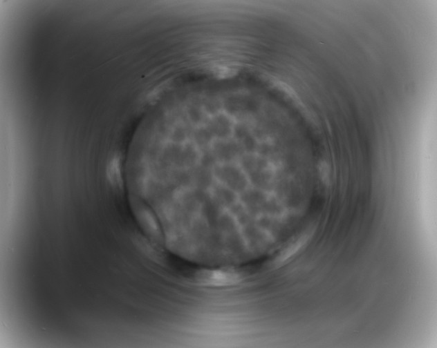 X0000088130286200706041955