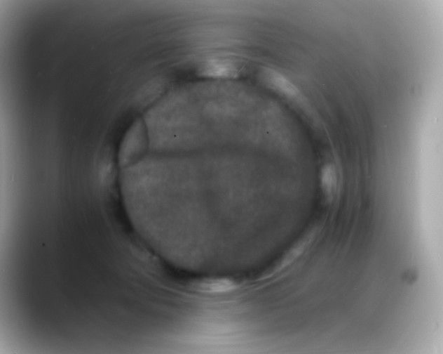 X0000088130322200706041954