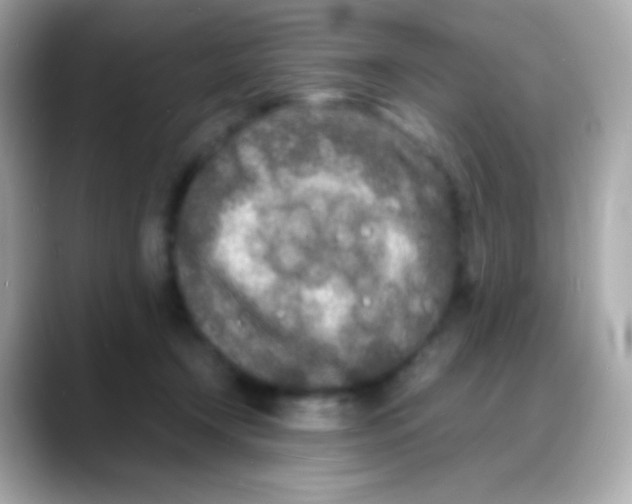 X0000088130366200706041953