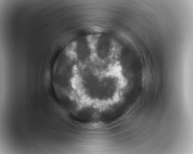 X0000088130410200706041953