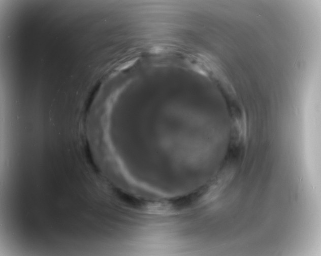 X0000088130415200706041952