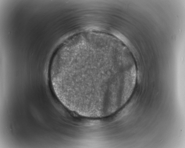 X0000088130438200706041952