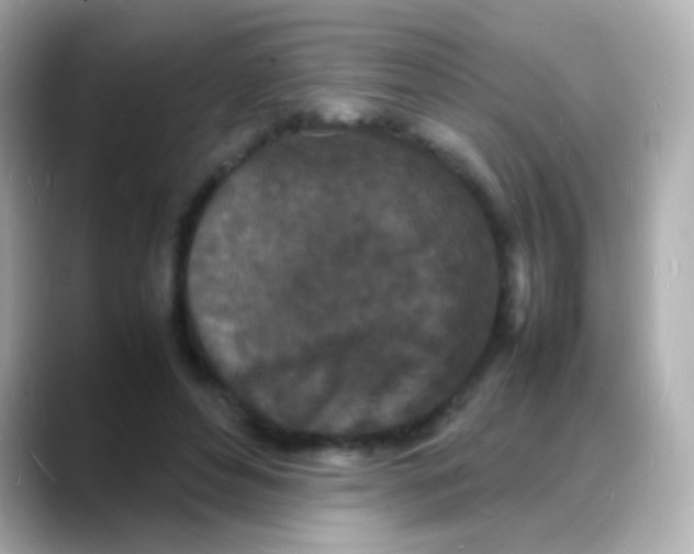 X0000088130496200706041951