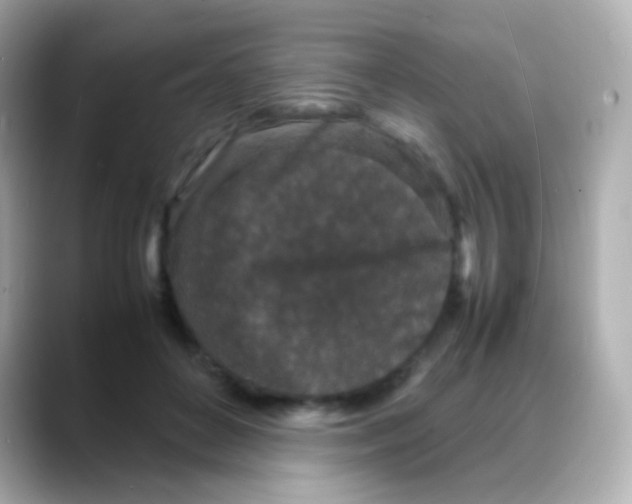 X0000088130504200706041951