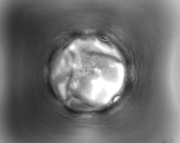 X0000088130523200706041951