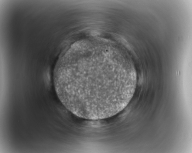 X0000088130524200706041951