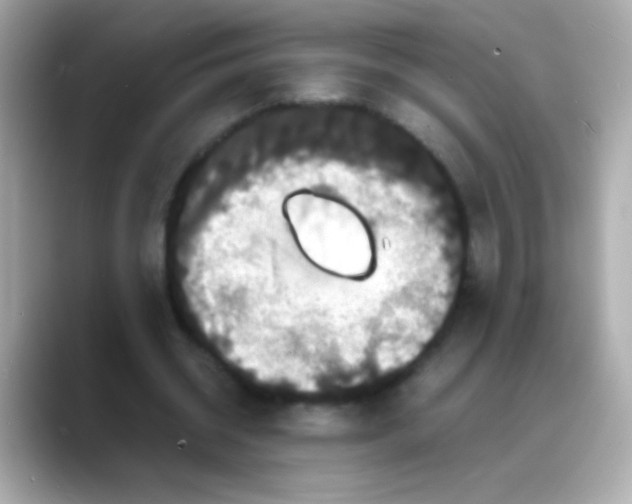 X0000088130534200706041950