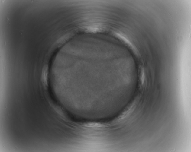 X0000088130590200706041950