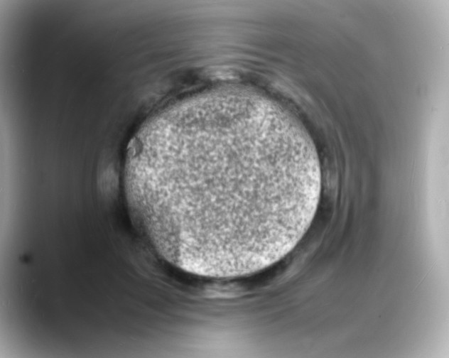 X0000088130603200706041950