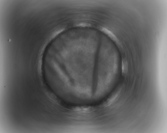 X0000088130627200706041949