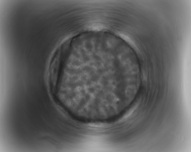 X0000088130630200706041949